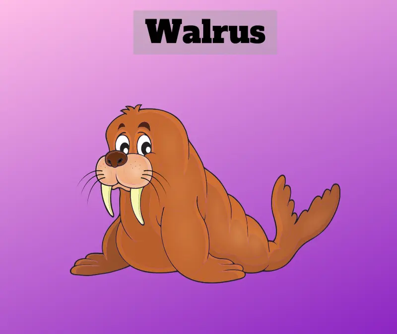 Walrus Coloring Drawing Book for kids.